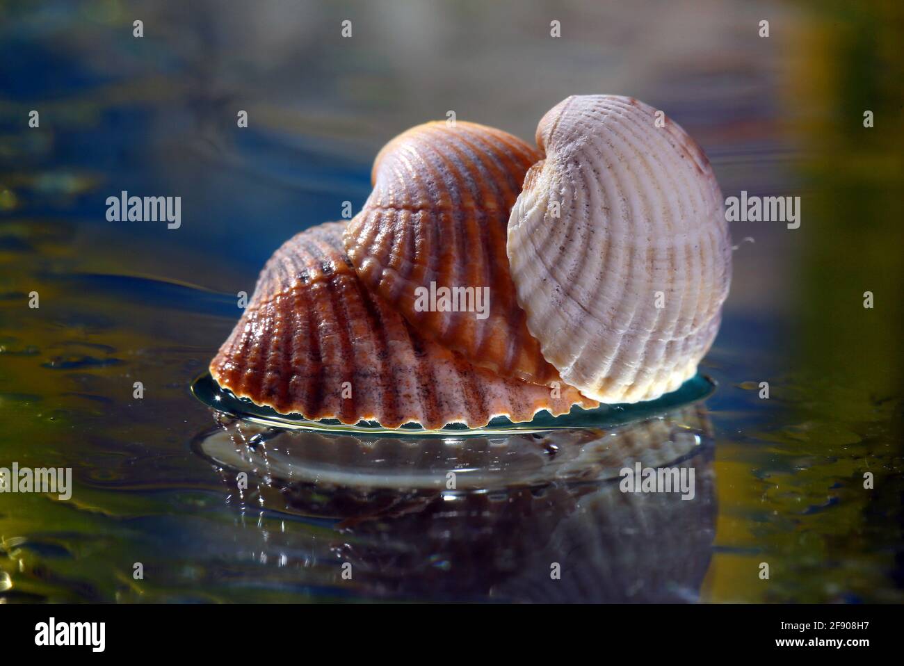 Muscheln als gelber Hintergrund angeordnet Stockfoto