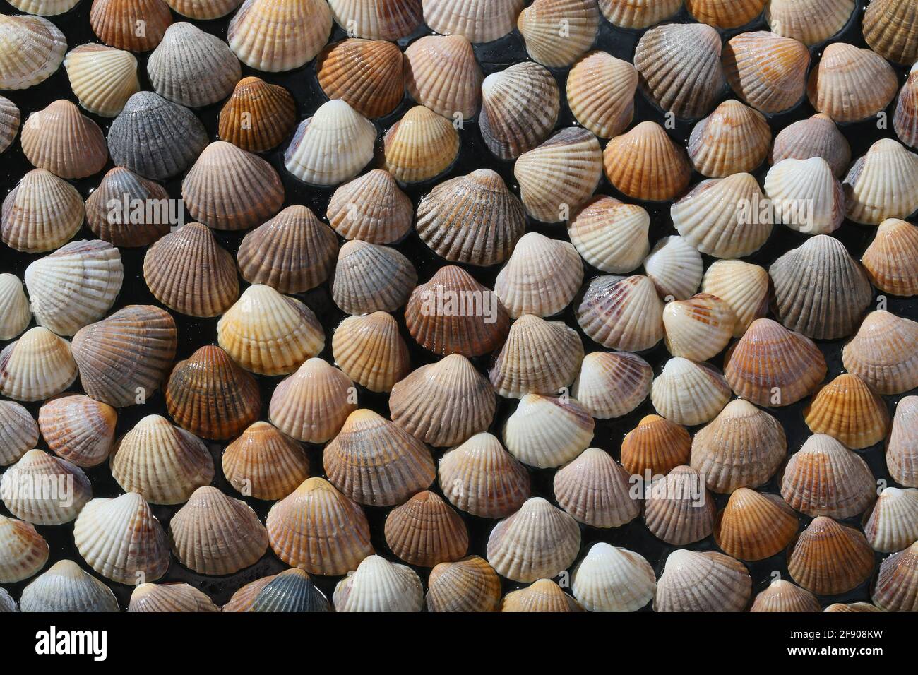 Muscheln als gelber Hintergrund angeordnet Stockfoto