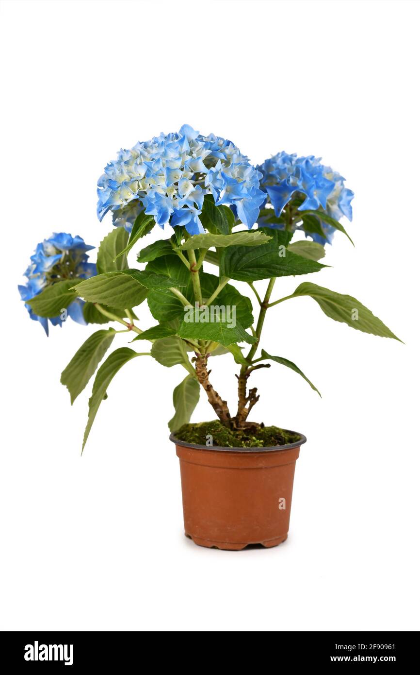Mehrjährige blühende 'Hydrangea' Pflanze mit blauen Blüten im Blumentopf Isoliert auf weißem Hintergrund Stockfoto