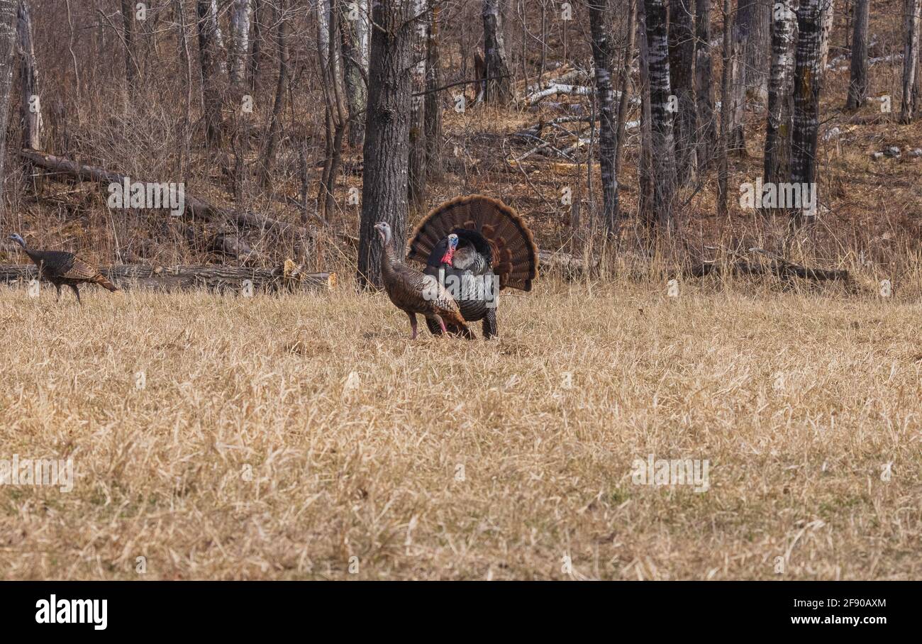 Tom turkey, der im Norden von Wisconsin für zwei Hühner streicht. Stockfoto