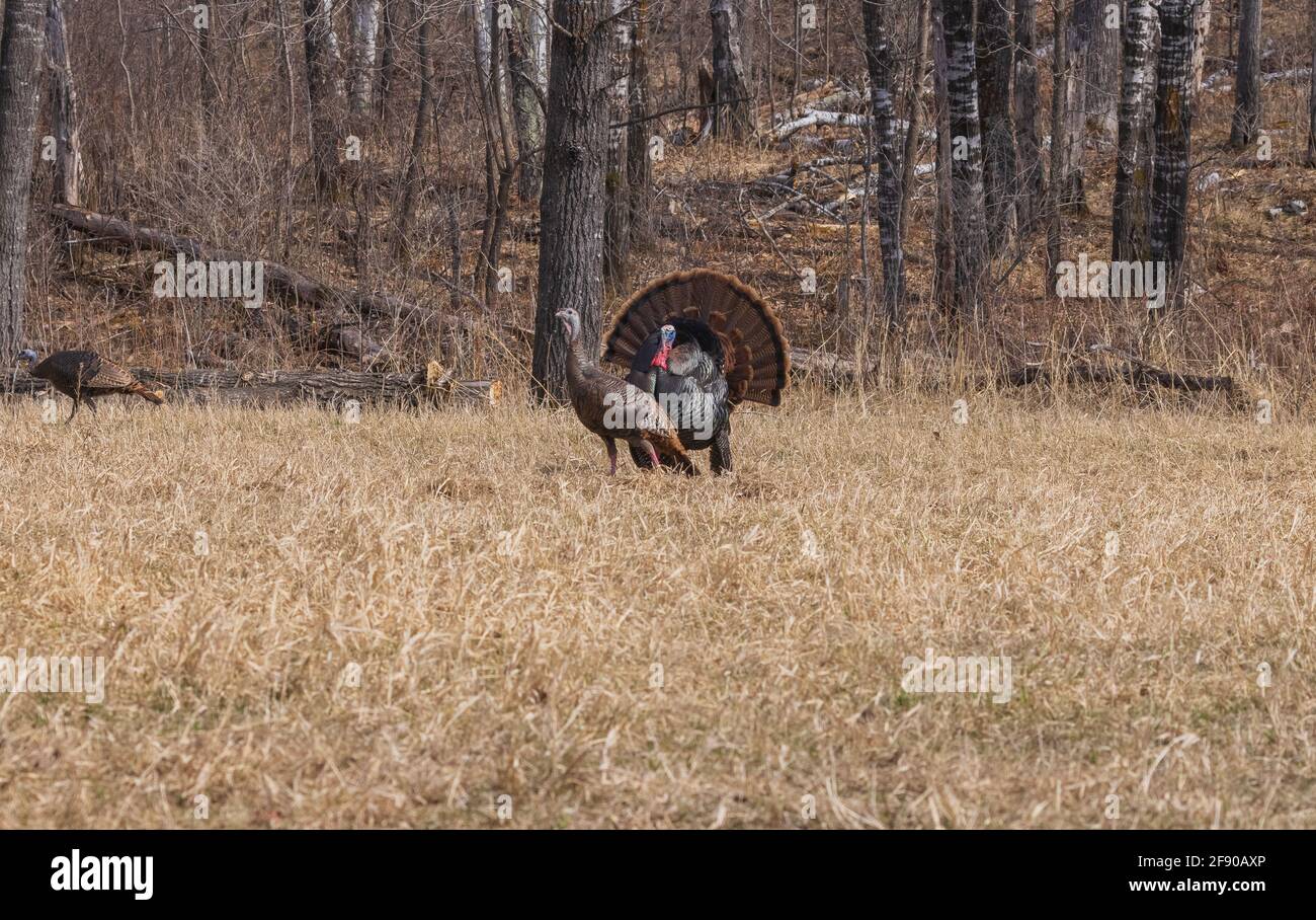 Tom turkey, der im Norden von Wisconsin für zwei Hühner streicht. Stockfoto