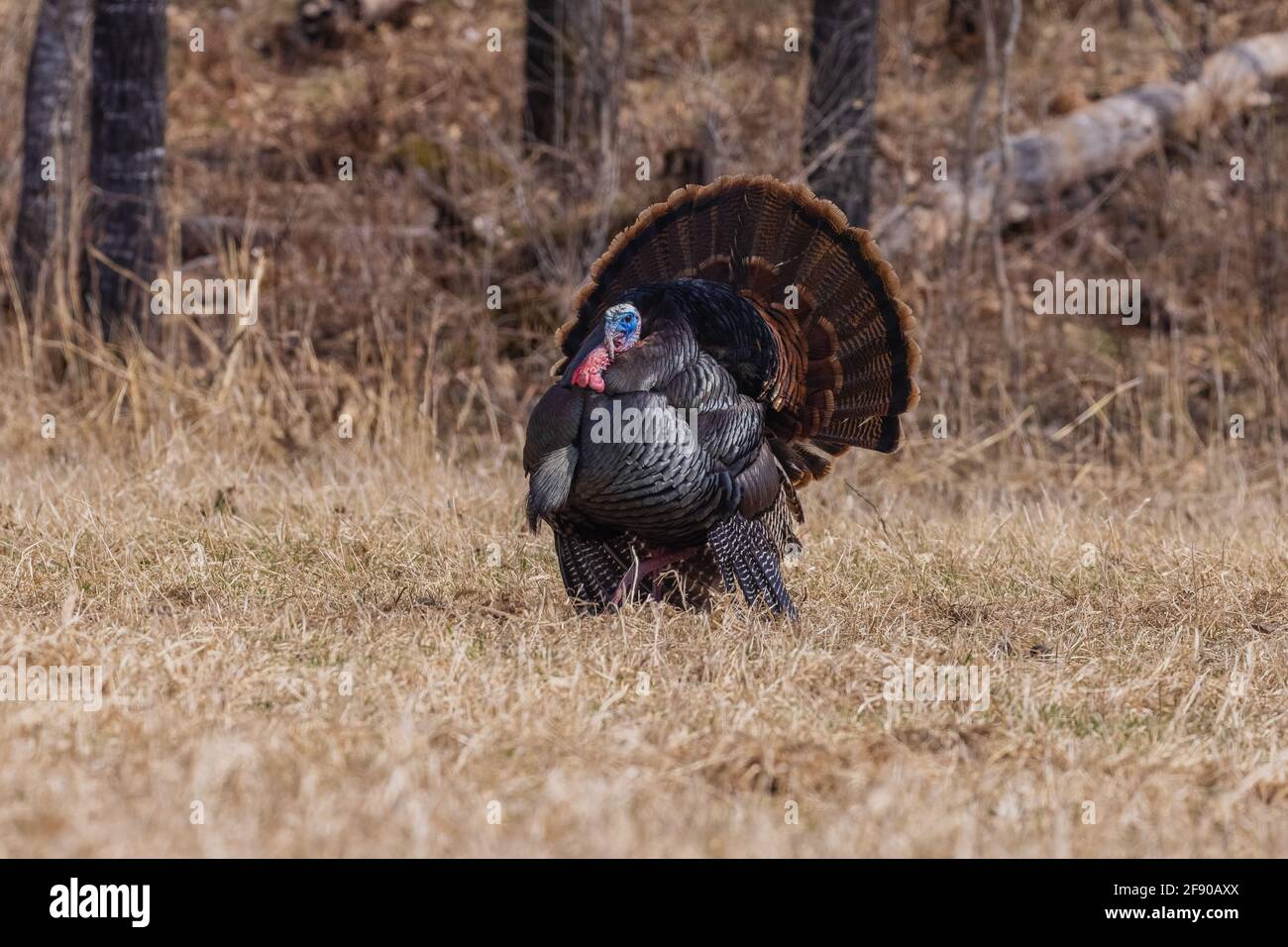 Östlichen wilde Türkei in Nordwisconsin. Stockfoto