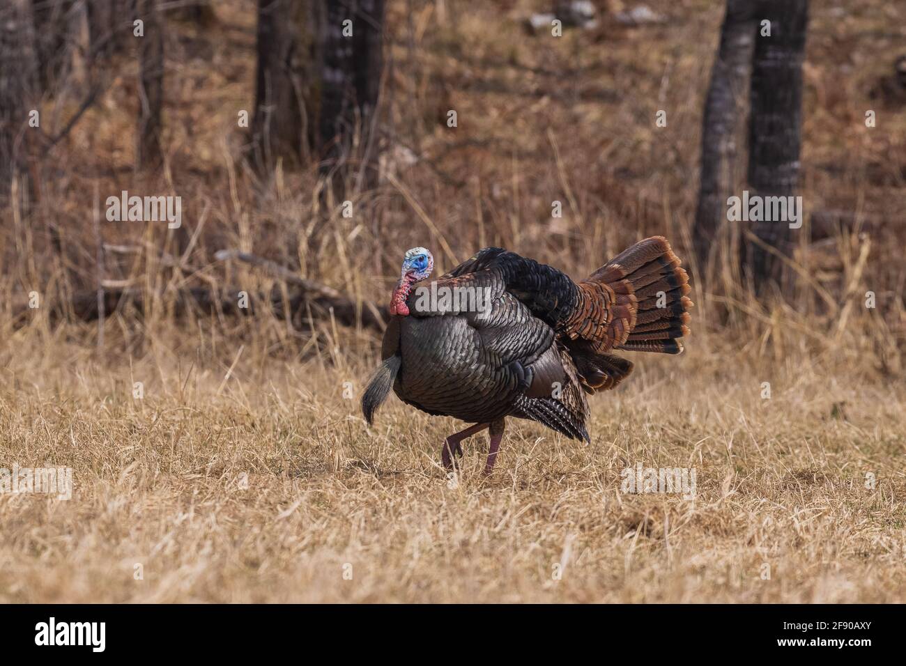 Östlichen wilde Türkei in Nordwisconsin. Stockfoto