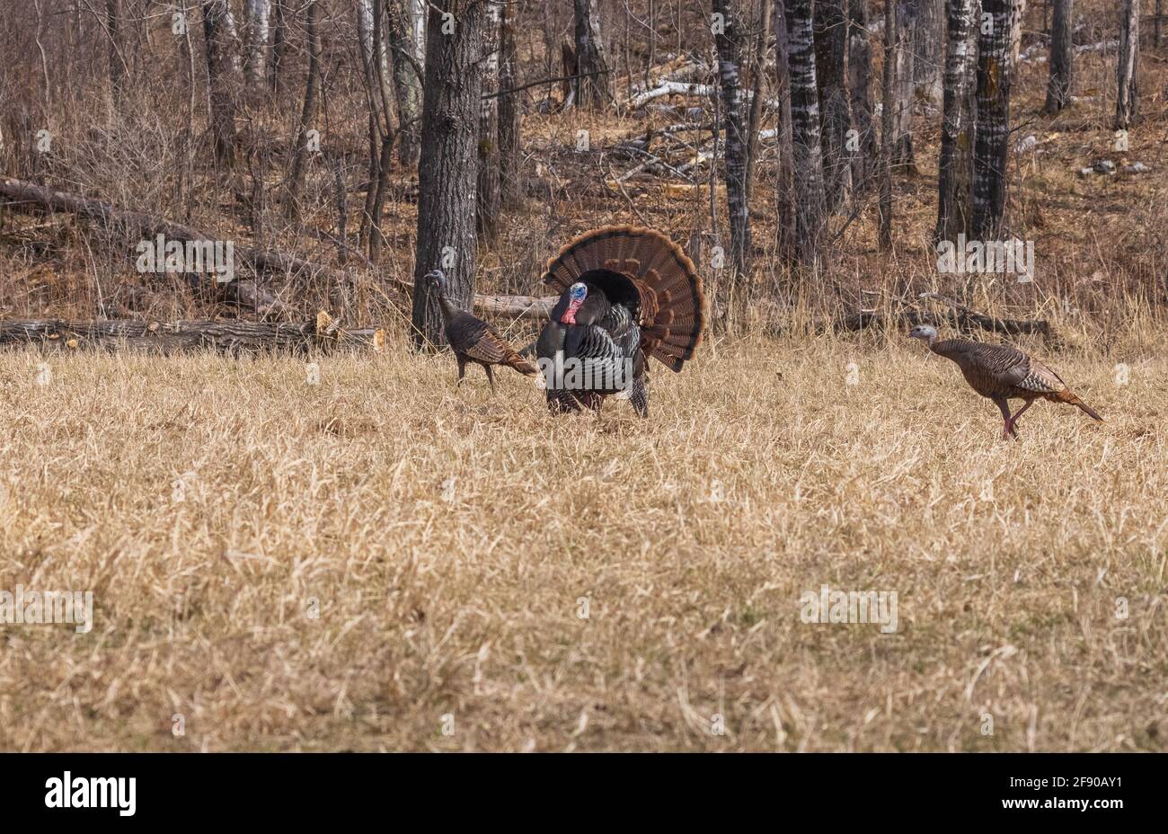 Tom turkey, der im Norden von Wisconsin für zwei Hühner streicht. Stockfoto