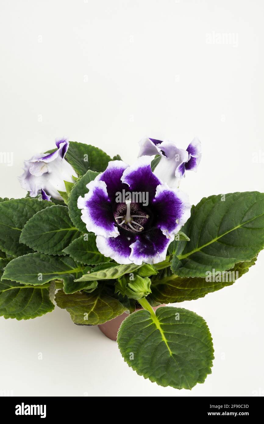 sinningia speciosa im Topf mit weißem Hintergrund, Draufsicht Stockfoto