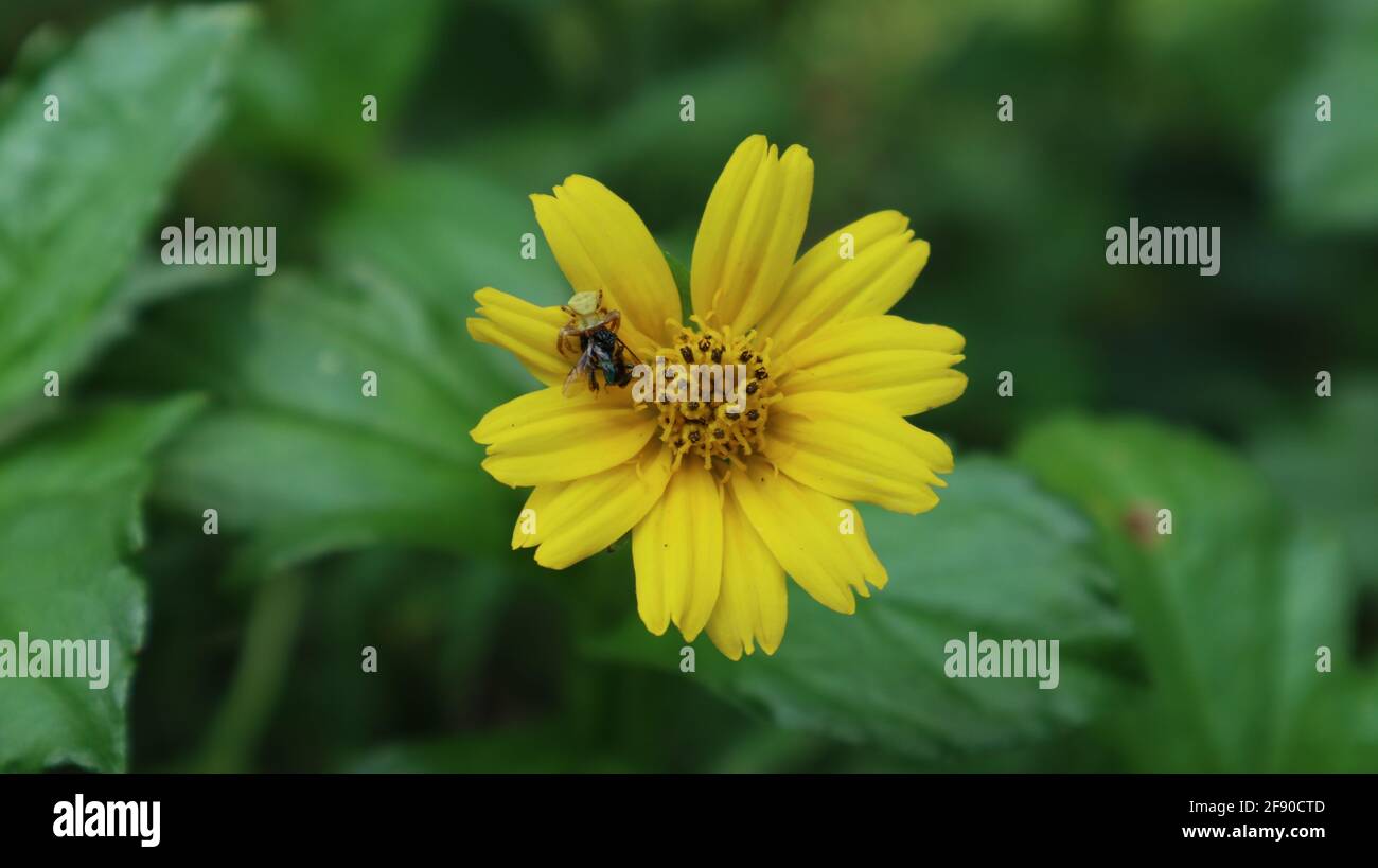 Nahaufnahme einer getarnten gelben Spinne in einem gelben Blume fangen einen Stich weniger Biene Stockfoto