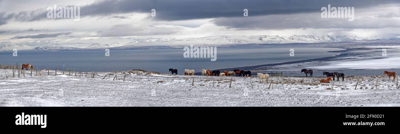 Herde von Wildpferden in der Winterlandschaft, Island Stockfoto