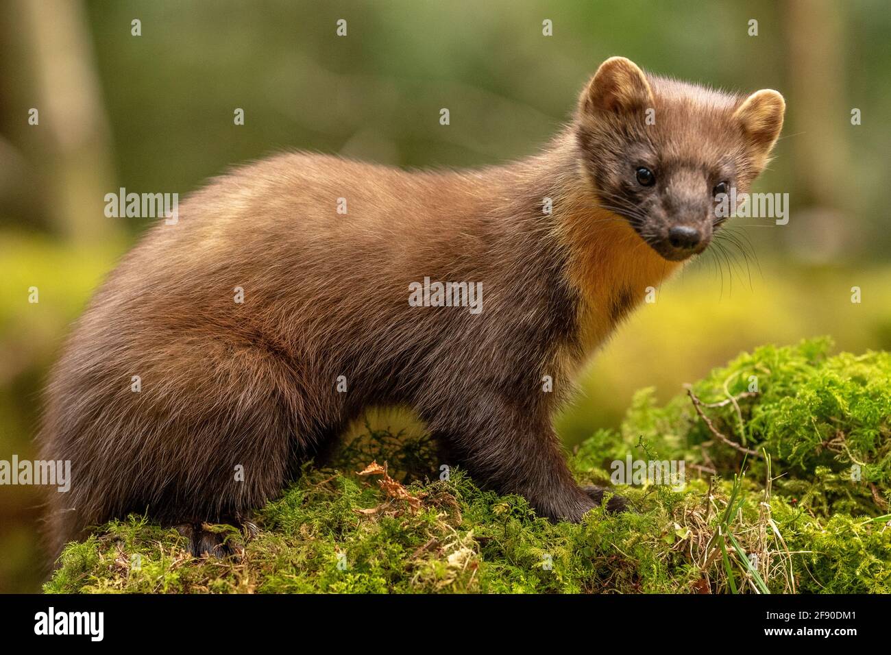 Welsh Pine Marten (Martes Martes) im Dyfi Forest, North Wales. Stockfoto