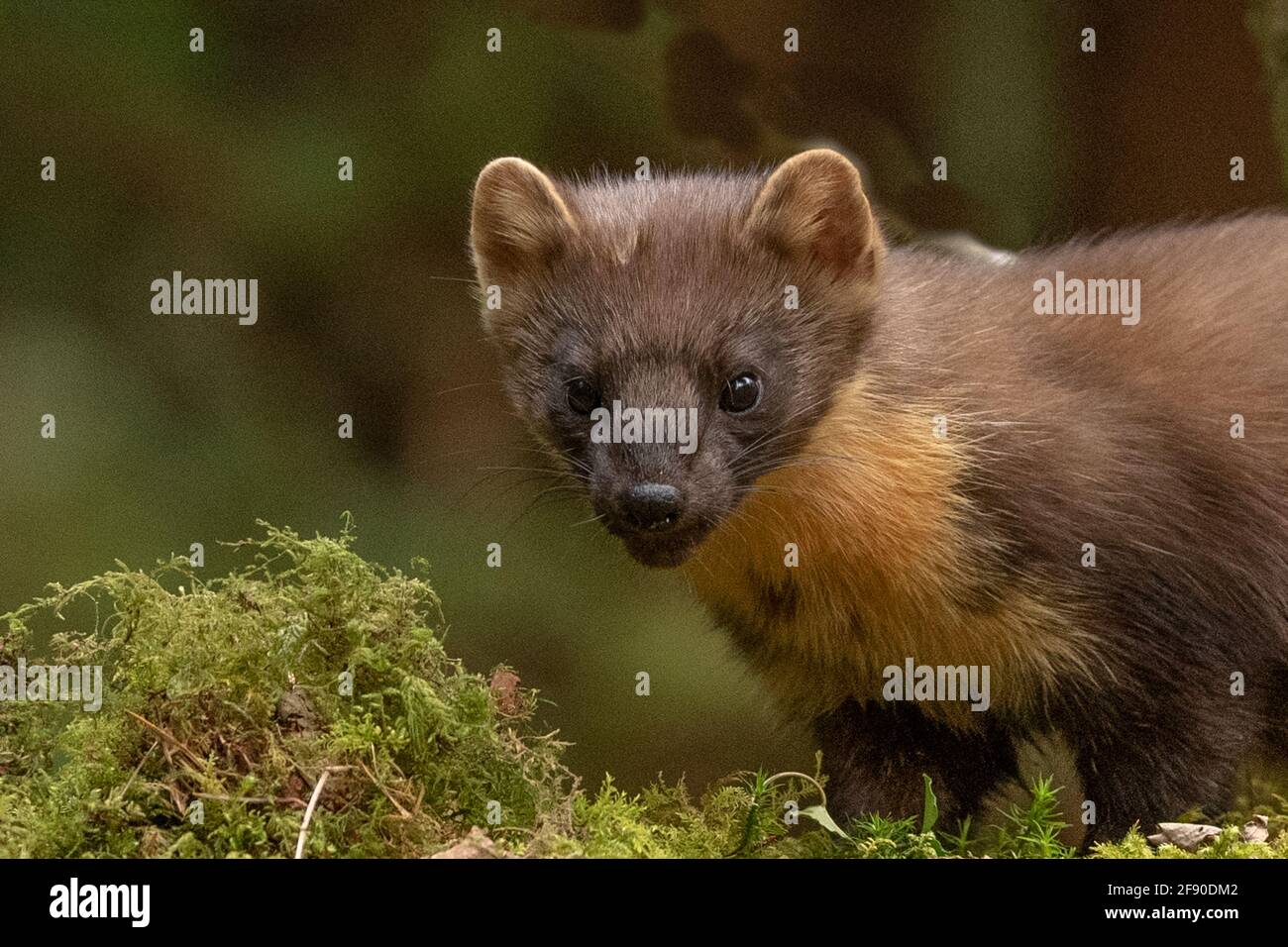 Welsh Pine Marten (Martes Martes) im Dyfi Forest, North Wales. Stockfoto