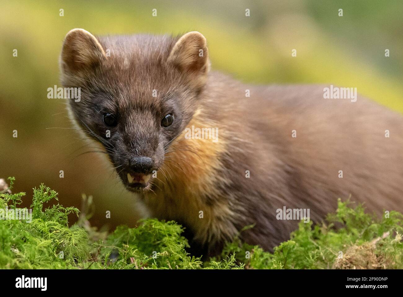 Welsh Pine Marten (Martes Martes) im Dyfi Forest, North Wales. Stockfoto