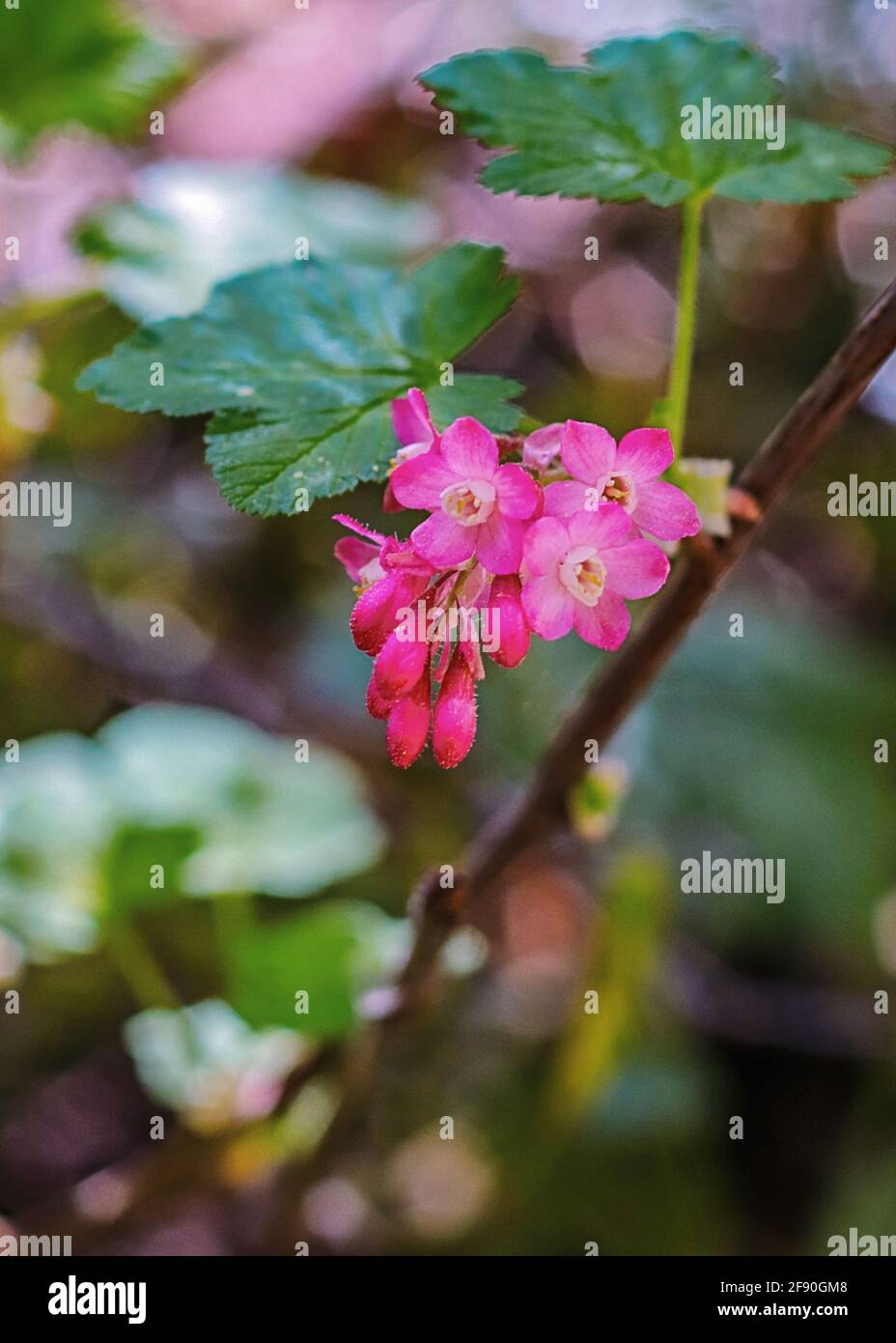 Rosa Wildblume wächst entlang eines Waldweges im Frühjahr Stockfoto