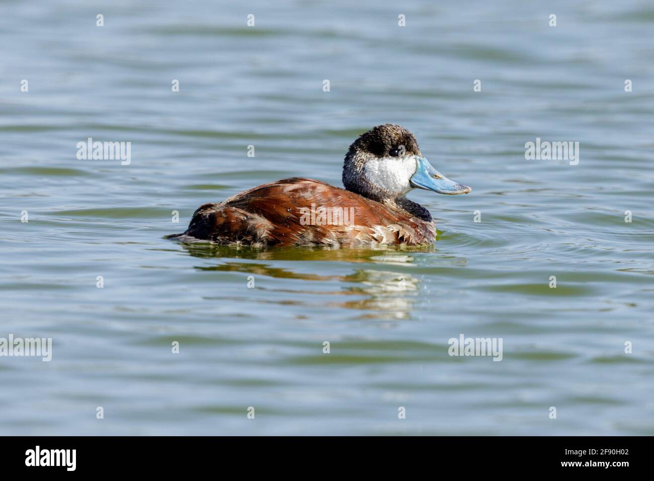 Ruddy Duck Zucht erwachsenen Männchen schwimmen. Palo Alto Baylands, Kalifornien, USA Stockfoto