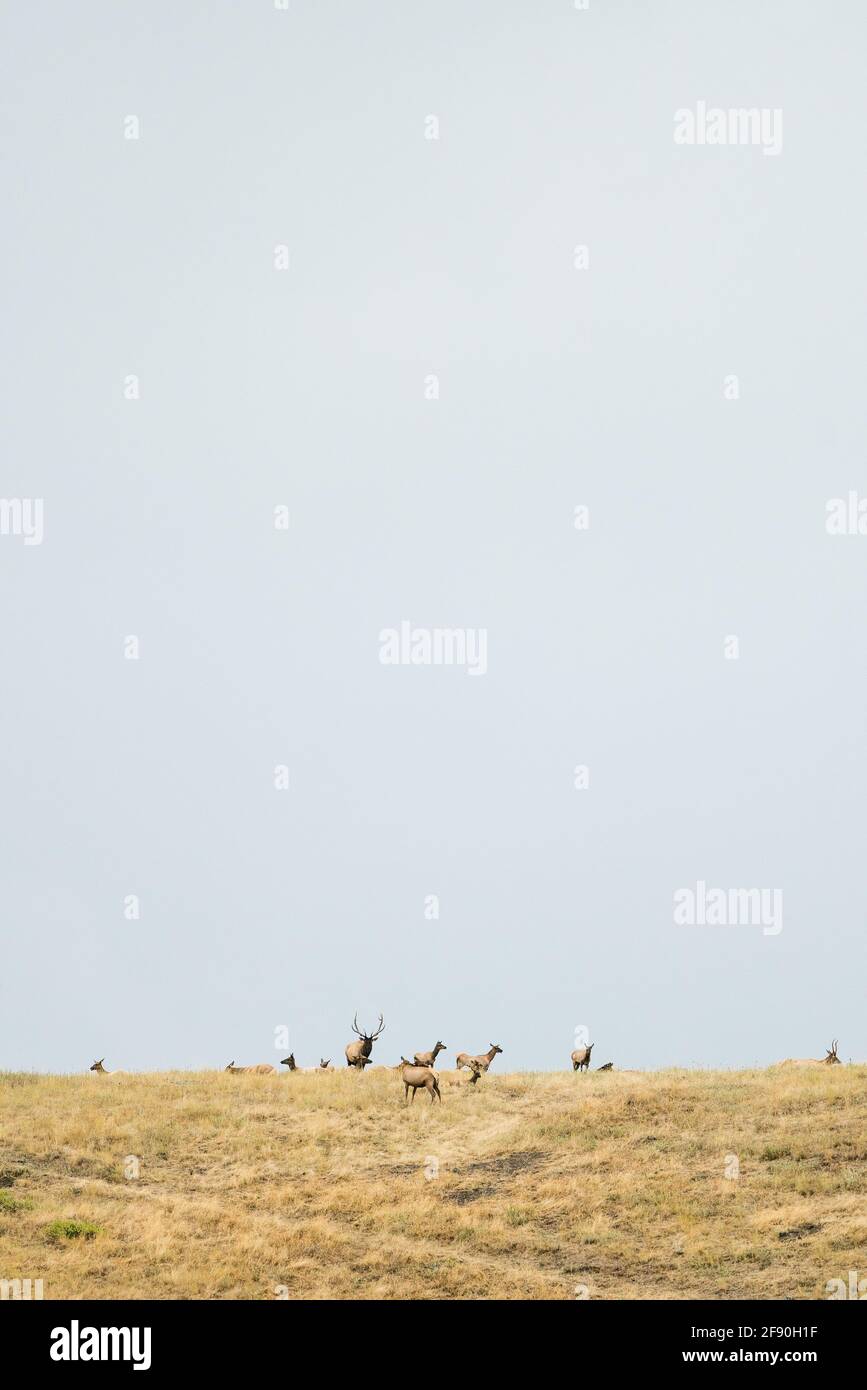 Weitwinkelansicht einer Herde von Rocky Mountain Elk In Montana Stockfoto