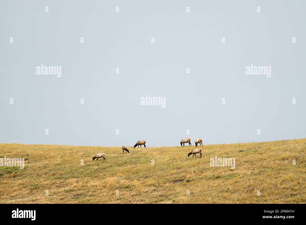 Eine kleine Gruppe Elche an der National Bison Range In Montana Stockfoto
