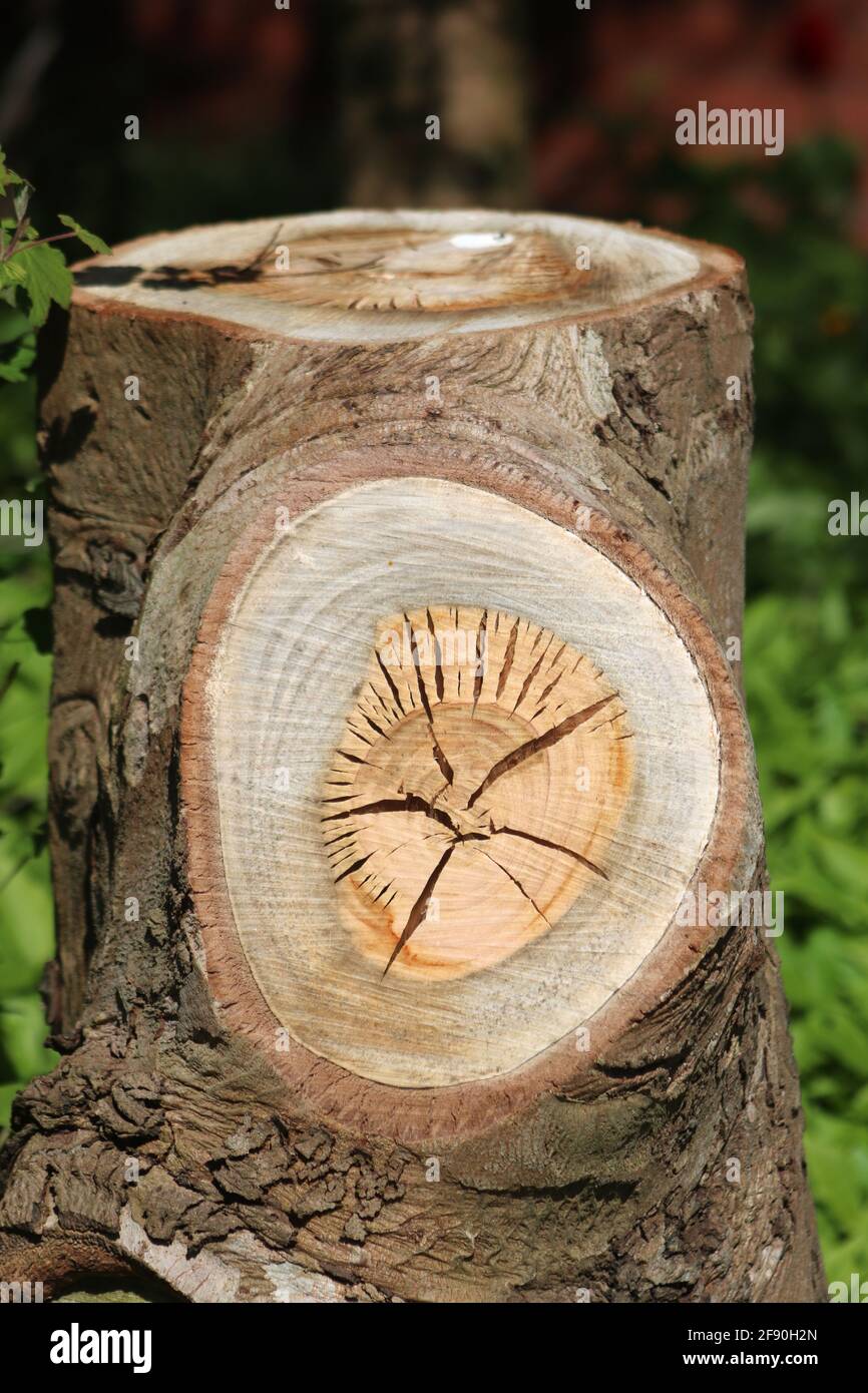 Nahaufnahme des Stumpfes eines kürzlich gefällten Eukalyptusbaums, der Details der Baumwachstumsringe zeigt. Stockfoto
