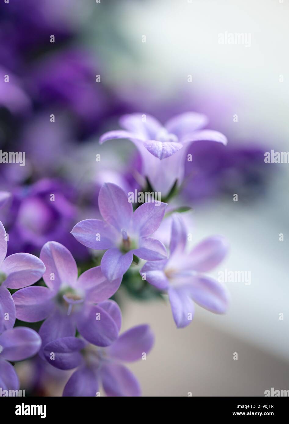 Nahaufnahme der Blütenblätter auf der blühenden Glockenblumenpflanze campanula purpurpurrot. Stockfoto