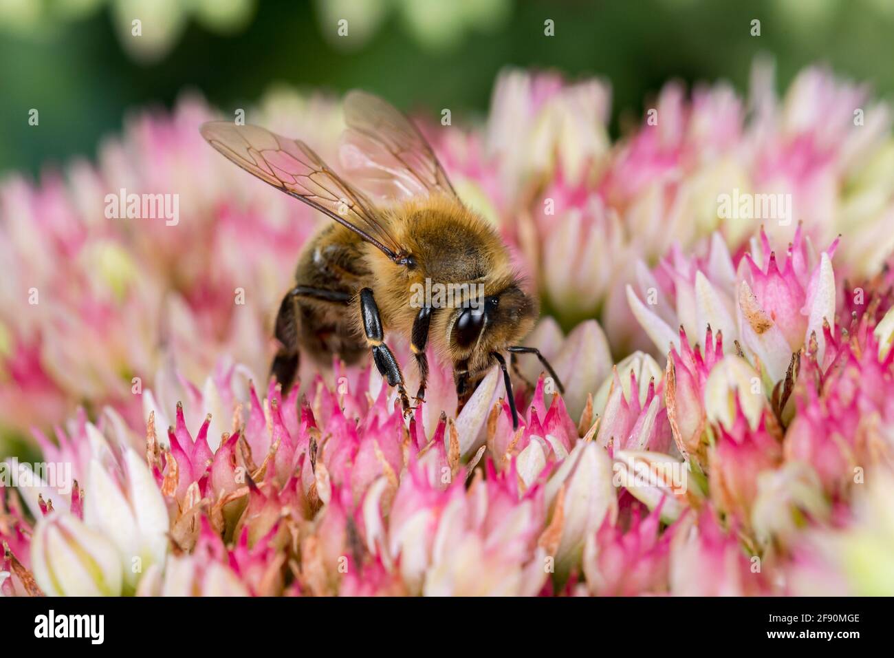 Nahaufnahme von Honigbiene auf Sedum Blume. Konzept des Insekten- und Wildtierschutzes, der Erhaltung von Lebensräumen und des Gartenblumengartens Stockfoto