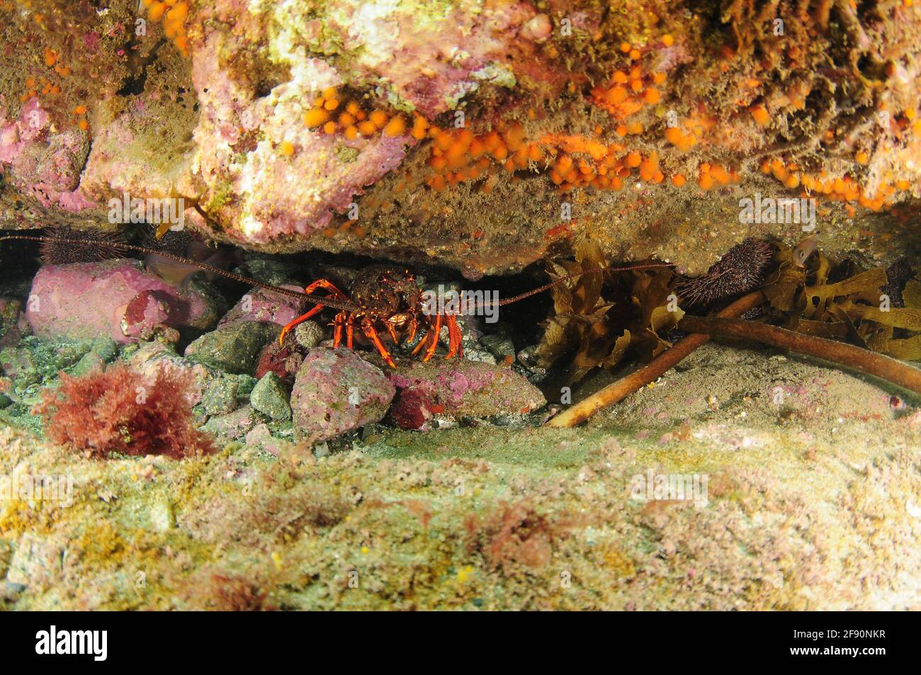 Stacheliger Hummer Jasus edwardsii versteckt sich zwischen Felsen unter einem Wandüberhang, der mit wirbellosen Tieren bedeckt ist. Stockfoto