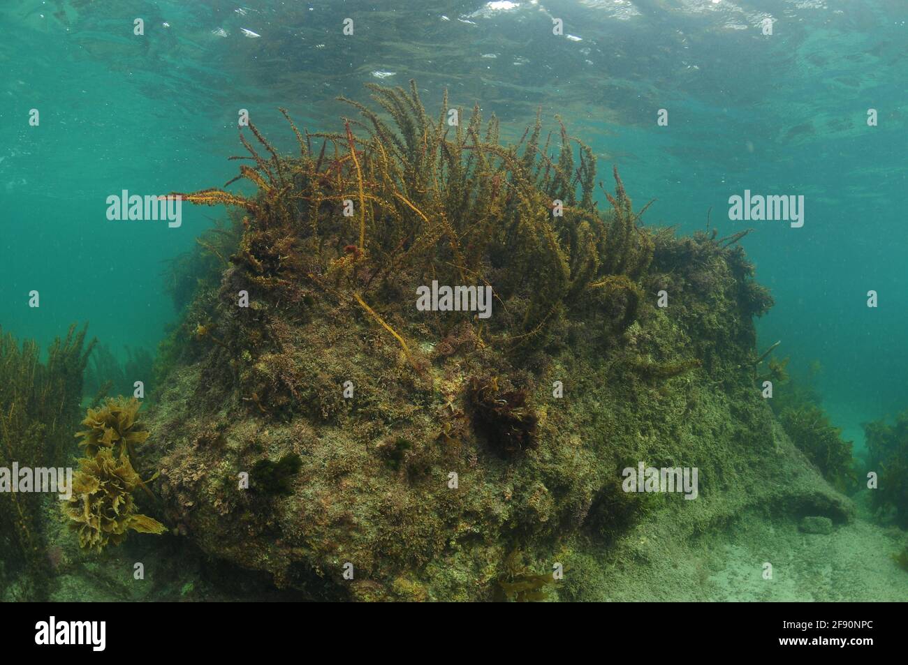 Riesiger Felsen auf dem Meeresboden im seichten Wasser, dessen Oberseite mit braunen Algen bedeckt ist, reicht fast bis an die Oberfläche. Stockfoto