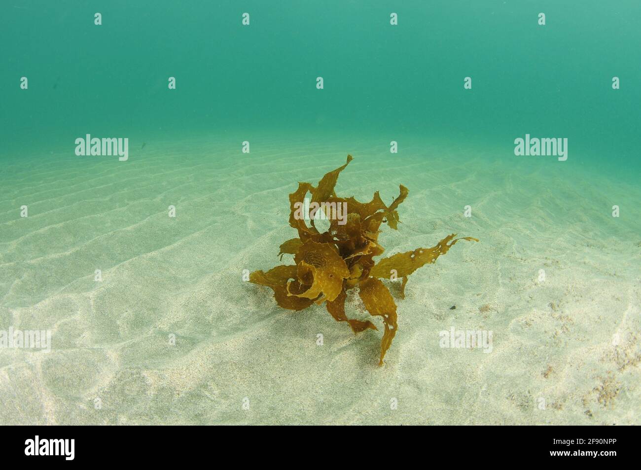 Solitärblatte des braunen Kelches Ecklonia radiata auf flachem sandigen Grund. Stockfoto