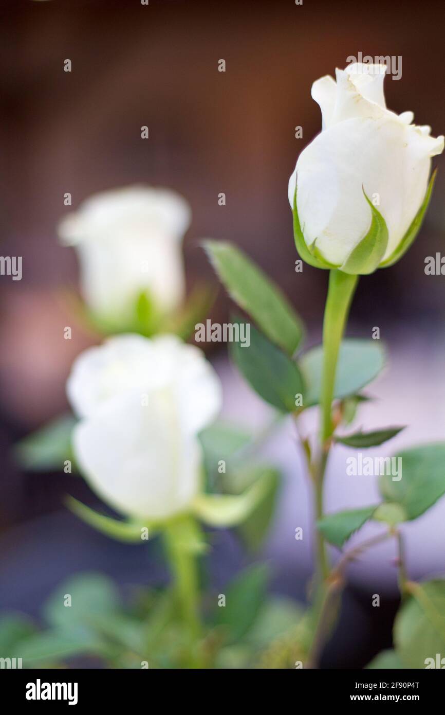 Vertikale Nahaufnahme von schönen weißen Rosen Stockfoto