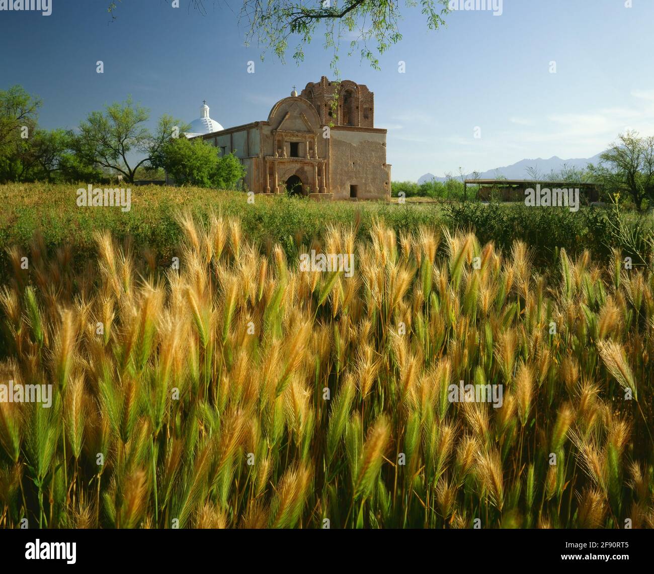 Tumacacori National Historic Site Santa Cruz County AZ / APR die Kino-Mission von Tumcacori hinter einem Fleck Fuchsenschwanz. Stockfoto