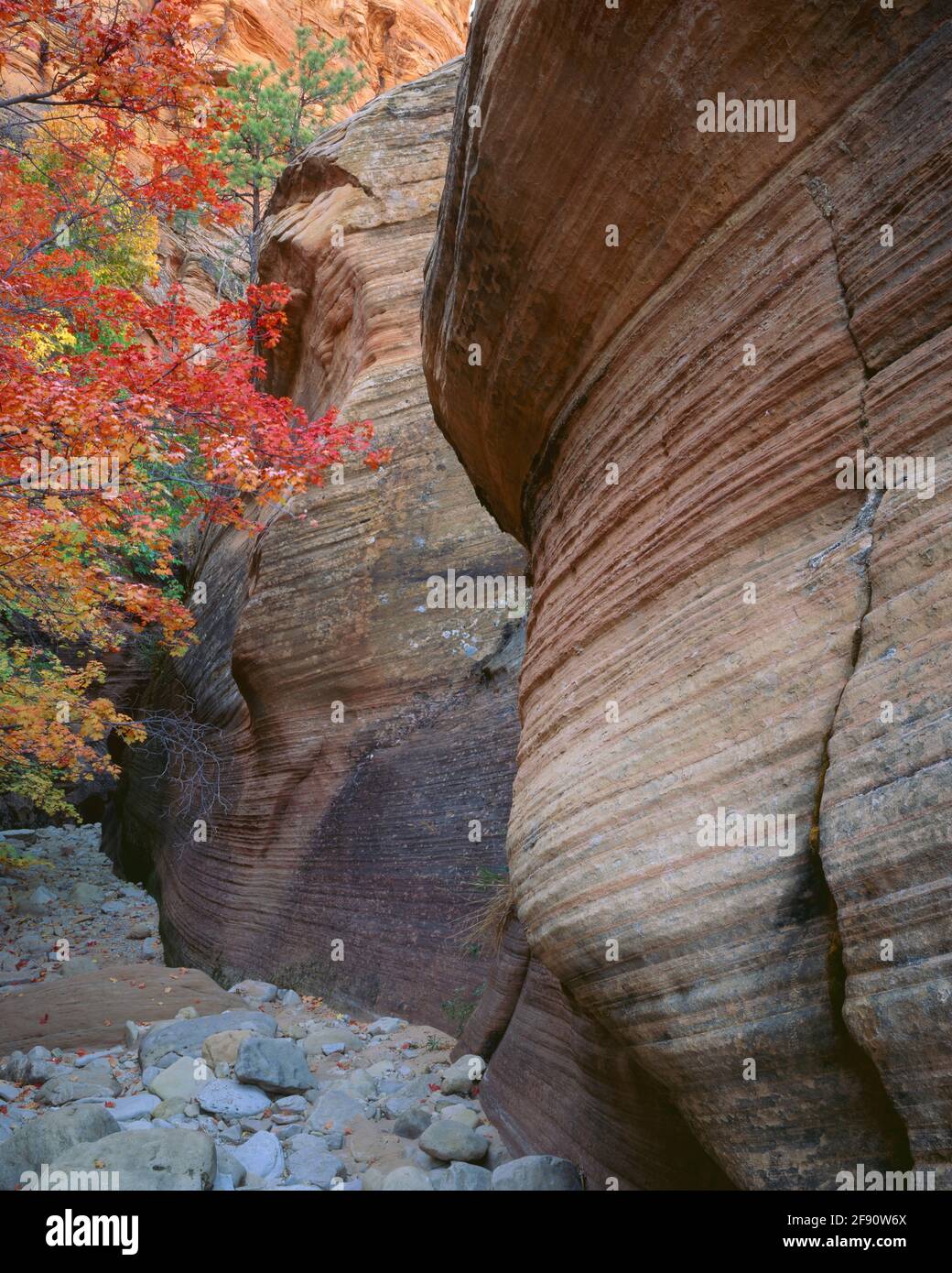 Zion National Park UT / OCT der Herbst getönte Canyon-Ahorn ziert eine Wand aus kreuzgebettetem Navajo-Sandstein am östlichen Ende des Parks. Stockfoto