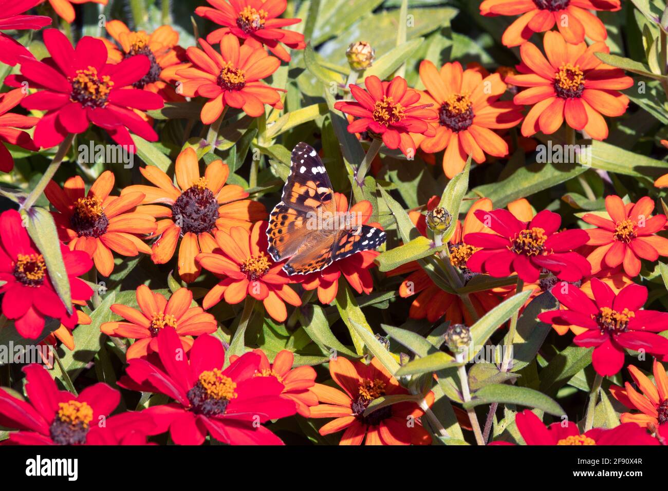 Gemalter Frauenschmetterling (Vanessa cardui) in einem Garten mit orangen und roten Blumen in den Ornamental Gardens in Ottawa, Ontario, Kanada Stockfoto