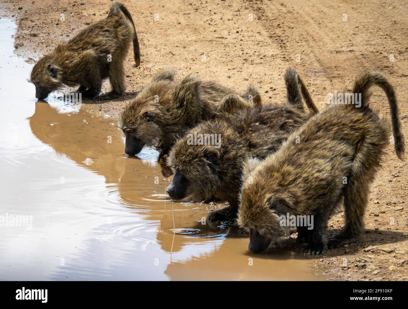 Serengeti-Nationalpark, Tansania, Afrika - 29. Februar 2020: Paviane trinken aus einer kleinen Pfütze am Straßenrand Stockfoto