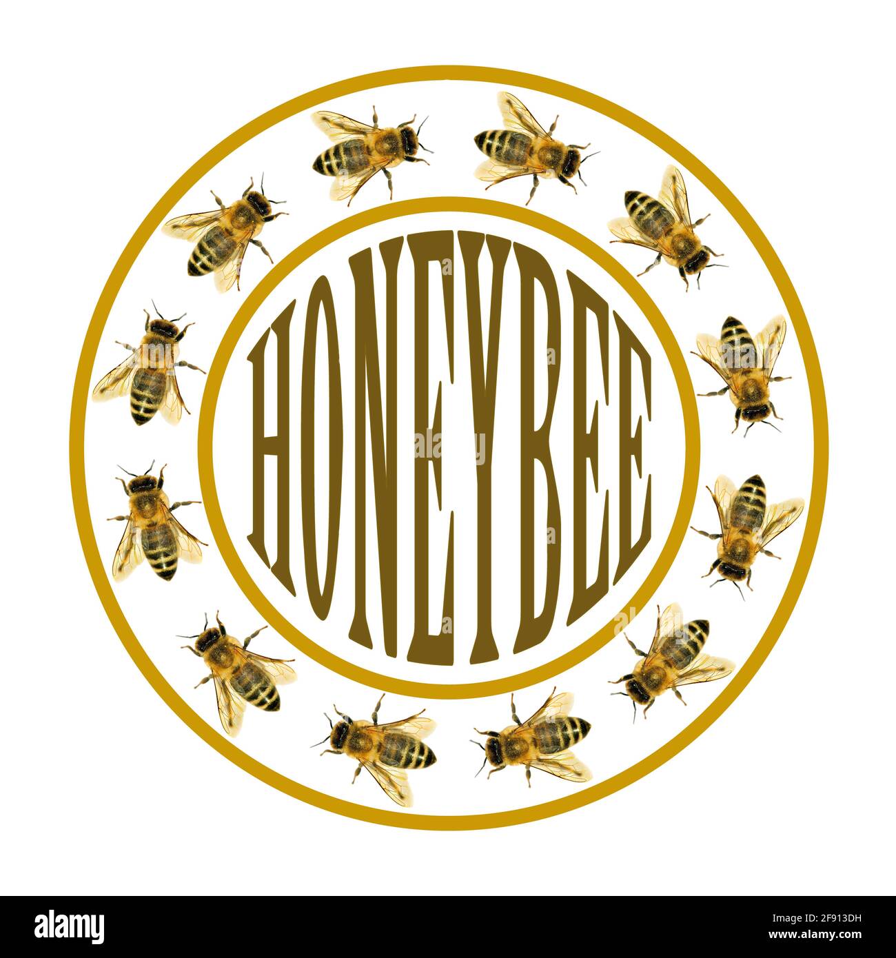 Bienengruppe oder Honigbiene im Kreis in lateinischer APIs Mellifera, europäische oder westliche Honigbiene mit isoliertem Text auf weißem Hintergrund Stockfoto