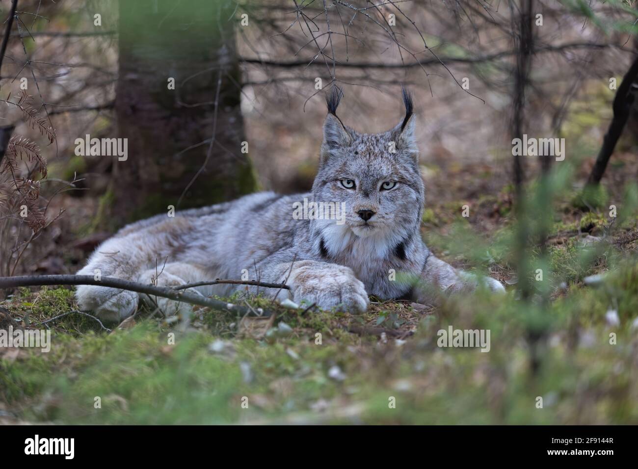 Wilder kanadischer Luchs, der im Wald liegt Stockfoto