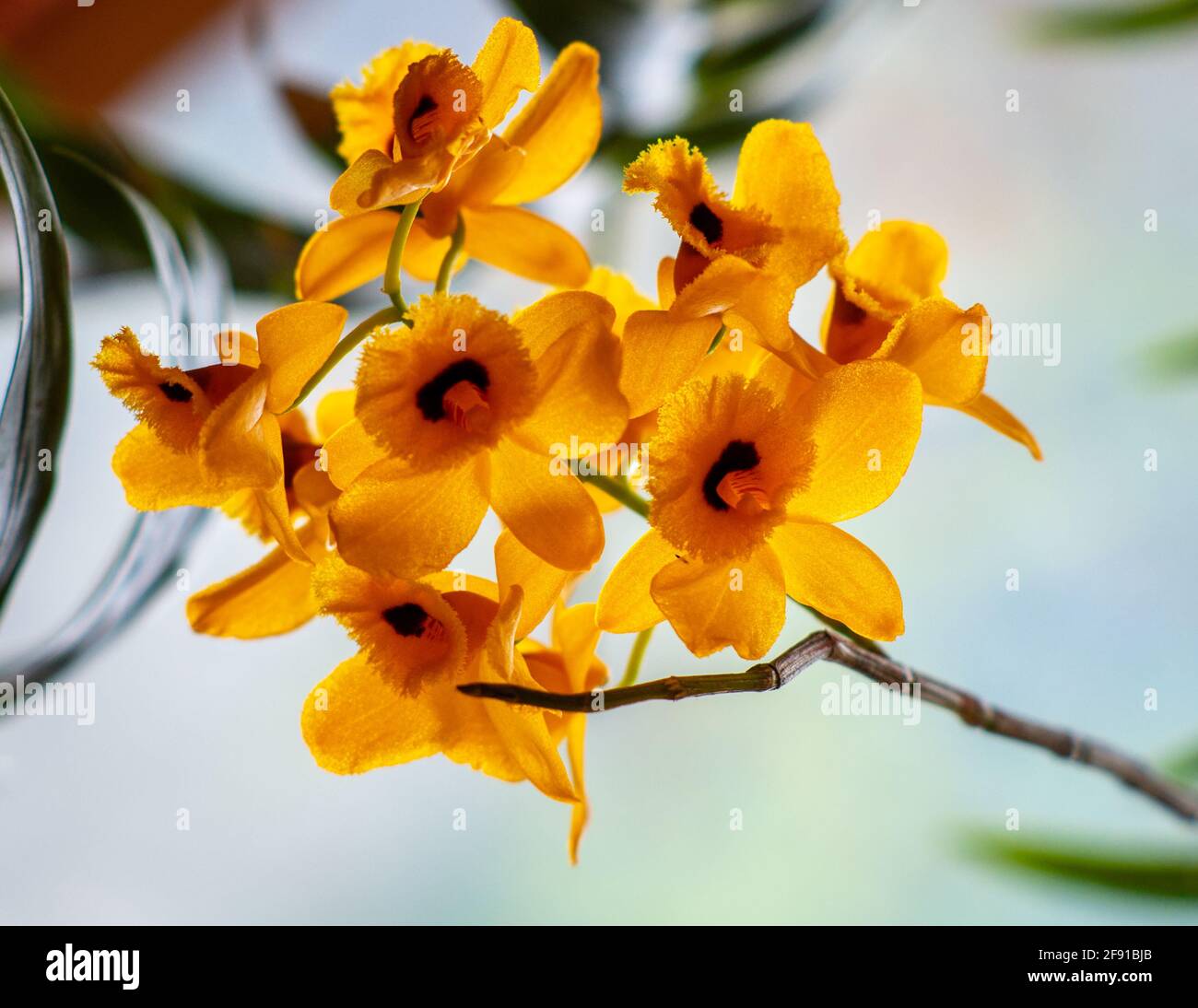 Gelbe Orchideenblume. Dendrobium fimbriatum. Die Orchidee Dendrobium fimbriatum schließt sich. Dendrobium Orchidee im Garten von Assam, Indien. Stockfoto