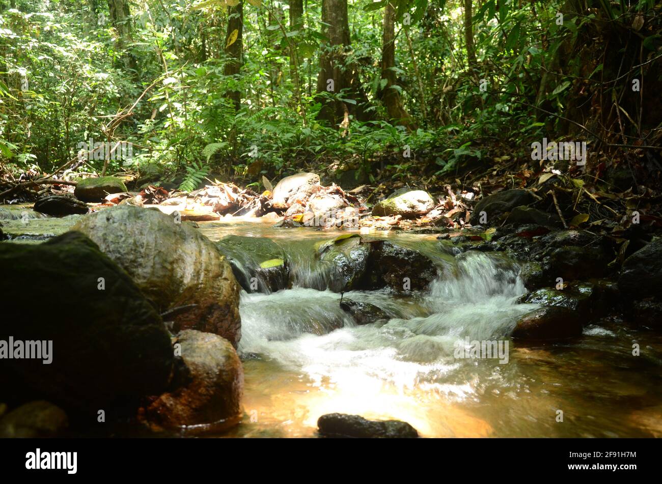 Kleiner Fluss im Primärwald, der nicht von Menschen berührt wurde. Das Wasser ist natürlich sehr klar Stockfoto