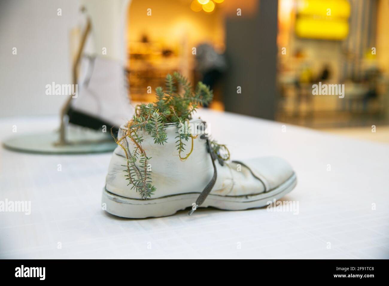 Farbige Schuhe stehen auf den Regalen und Zimmerpflanzen und Blumen Wachsen Sie aus ihnen Stockfoto