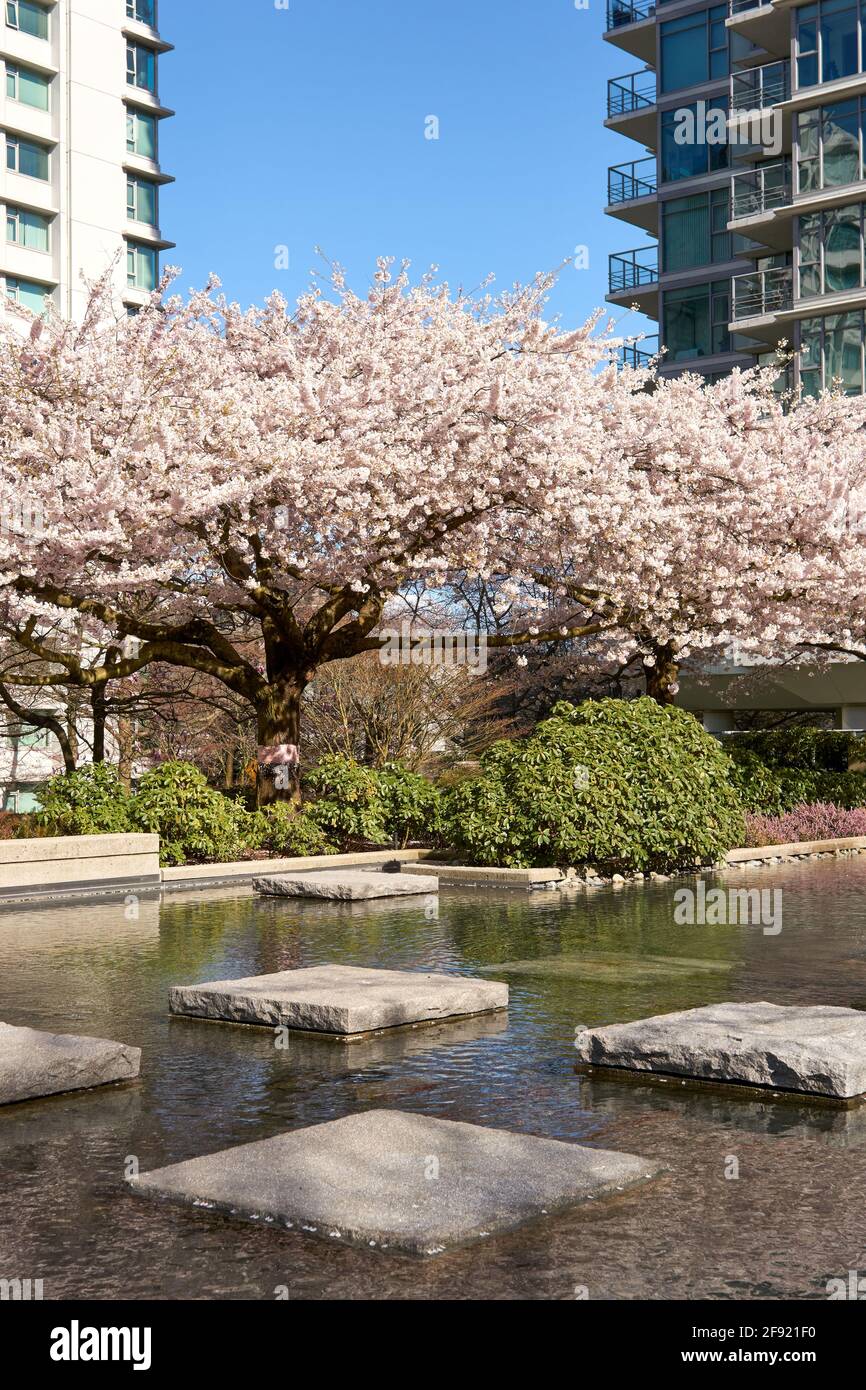 Blühende Zierkirschbäume im Frühjahr, Coal Harbour Area, Vancouver, British Columbia, Kanada Stockfoto