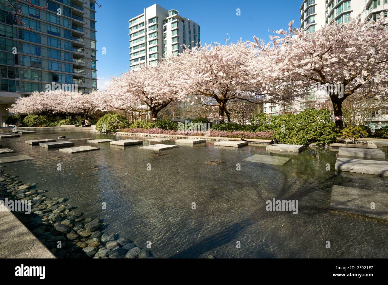 Blühende Zierkirschbäume im Frühjahr, Coal Harbour Area, Vancouver, British Columbia, Kanada Stockfoto