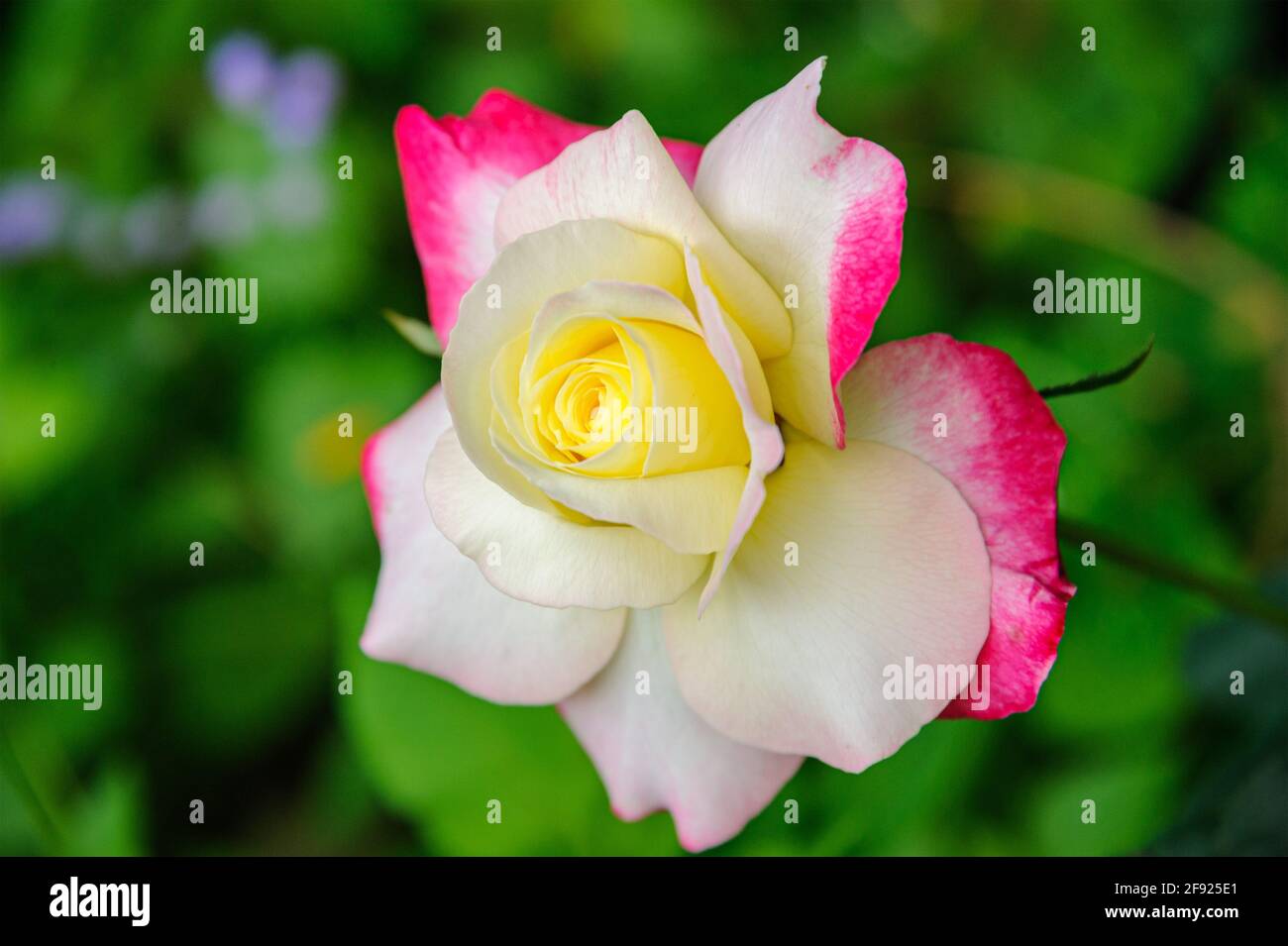 Schöne weiche Farbe von gelben und weißen Rose mit rosa Rand Blütenblätter auf verschwommenem Hintergrund. Stockfoto