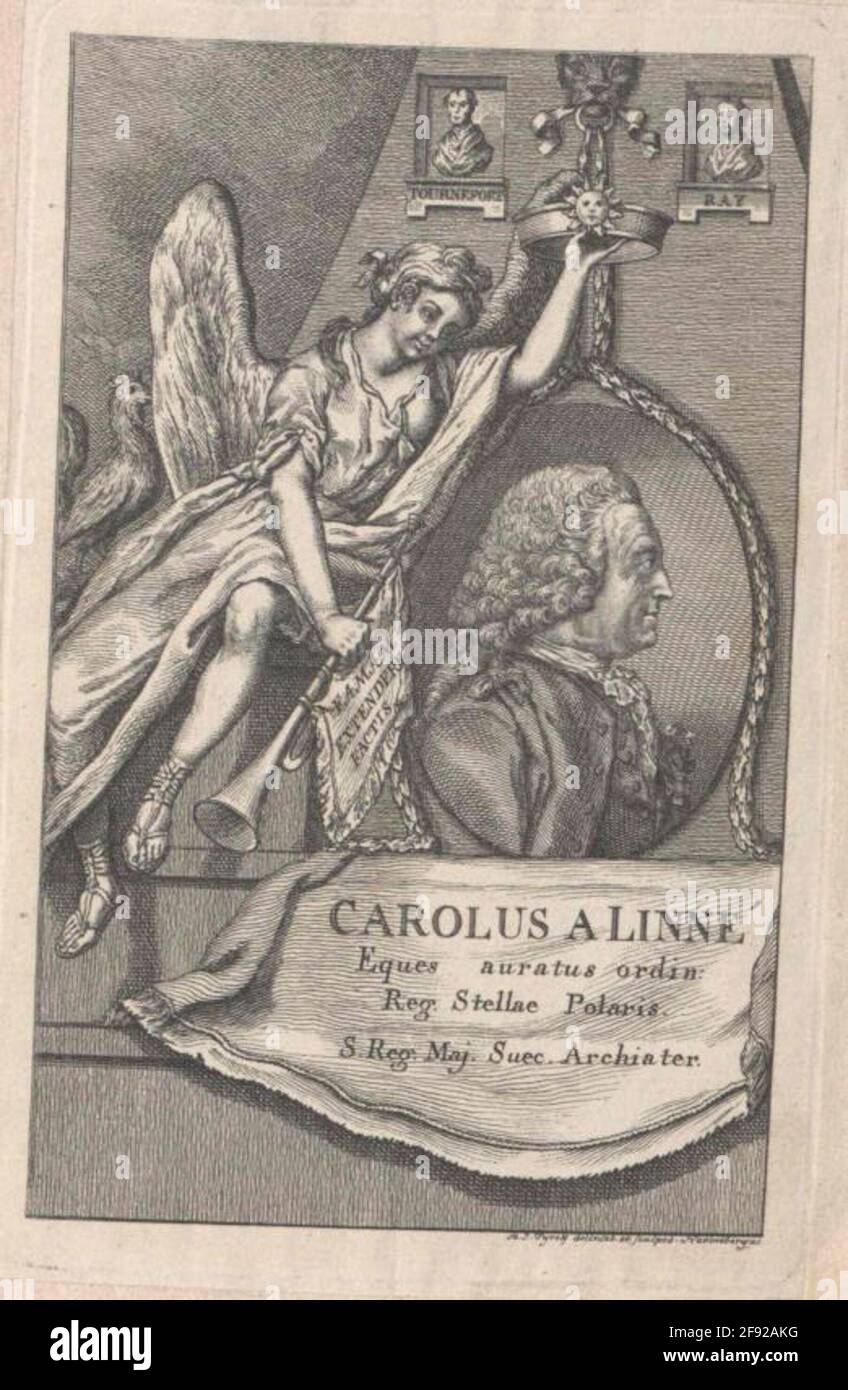 Linné, Karl von Eraser: Müde, Hermann Jacobist: Müde, Hermann Jakobadierung: 1778/1786Factable Ursprungsort: Nürnberg Stockfoto