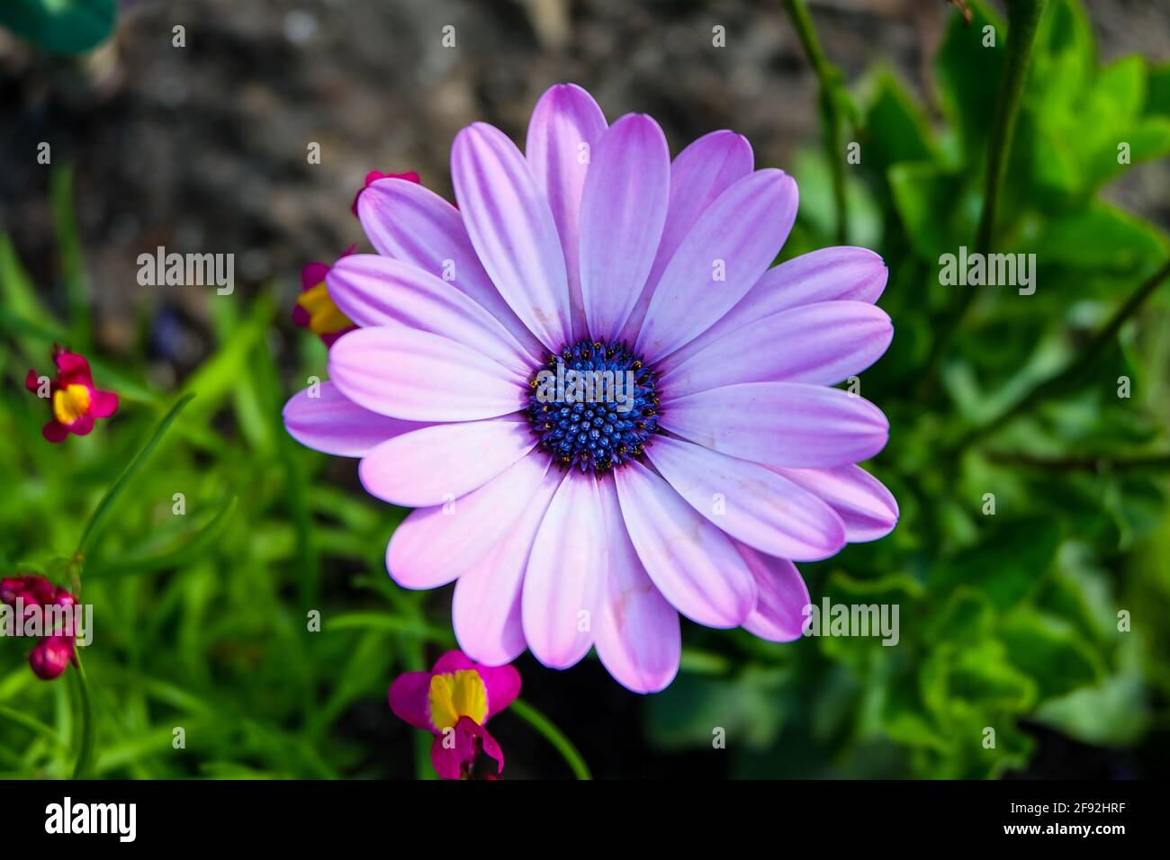Nahaufnahme einer schönen violetten Osteospermum-Blume Stockfoto