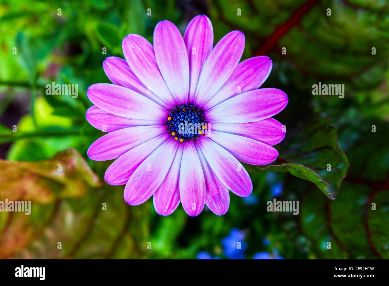 Nahaufnahme einer schönen violetten Osteospermum-Blume Stockfoto