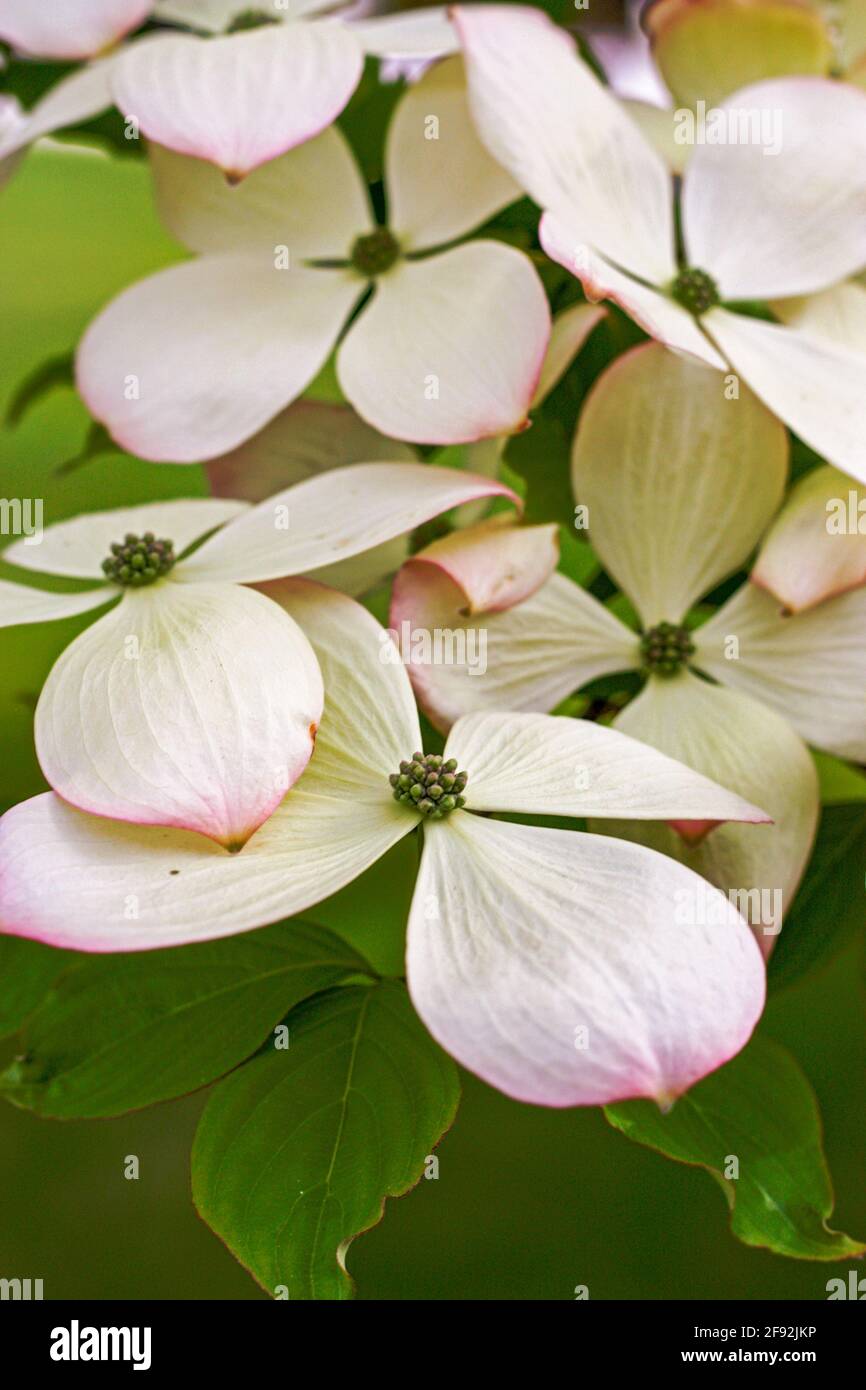Ein blühender Dogwood-Baum mit rosa Blüten Stockfoto