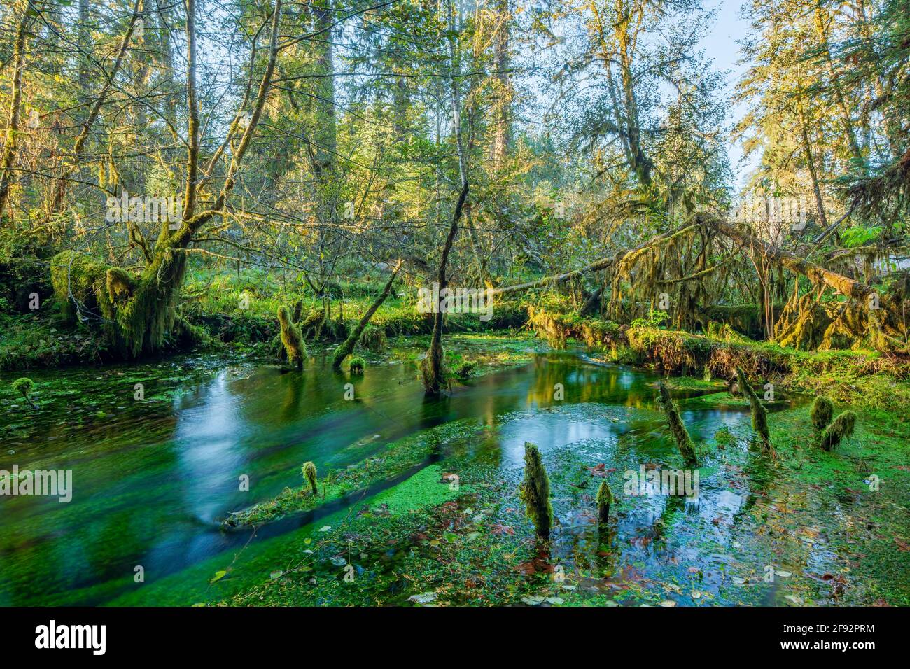 Hoh Rain Forest, Olympic National Park, USA Stockfoto