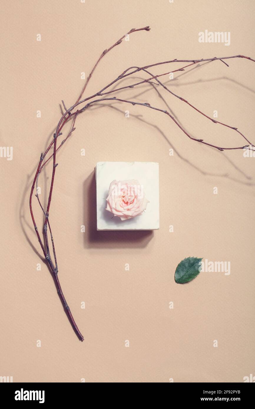 wabi sabi , organisches Designkonzept. Blumen im skandinavischen und japanischen Stil. Rosa Rose auf Marmor, trockener Ast und grünes Blatt auf beigem Hintergrund Stockfoto