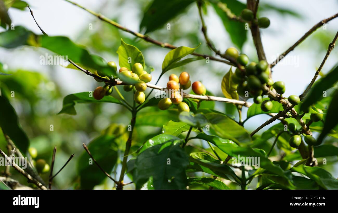 Kaffee aus afrika  Ruanda Kaffeefarm Stockfoto