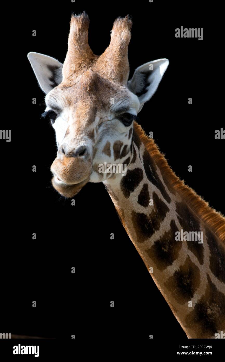 Rothschilds Giraffe Stockfoto