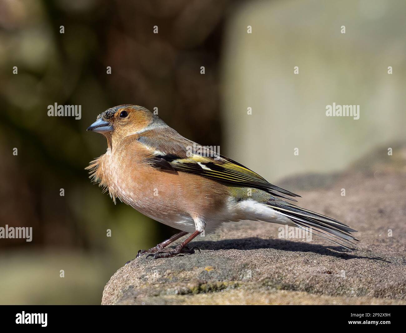 Gewöhnlicher Chaffinch - britischer Gartenvögel - Finch Stockfoto