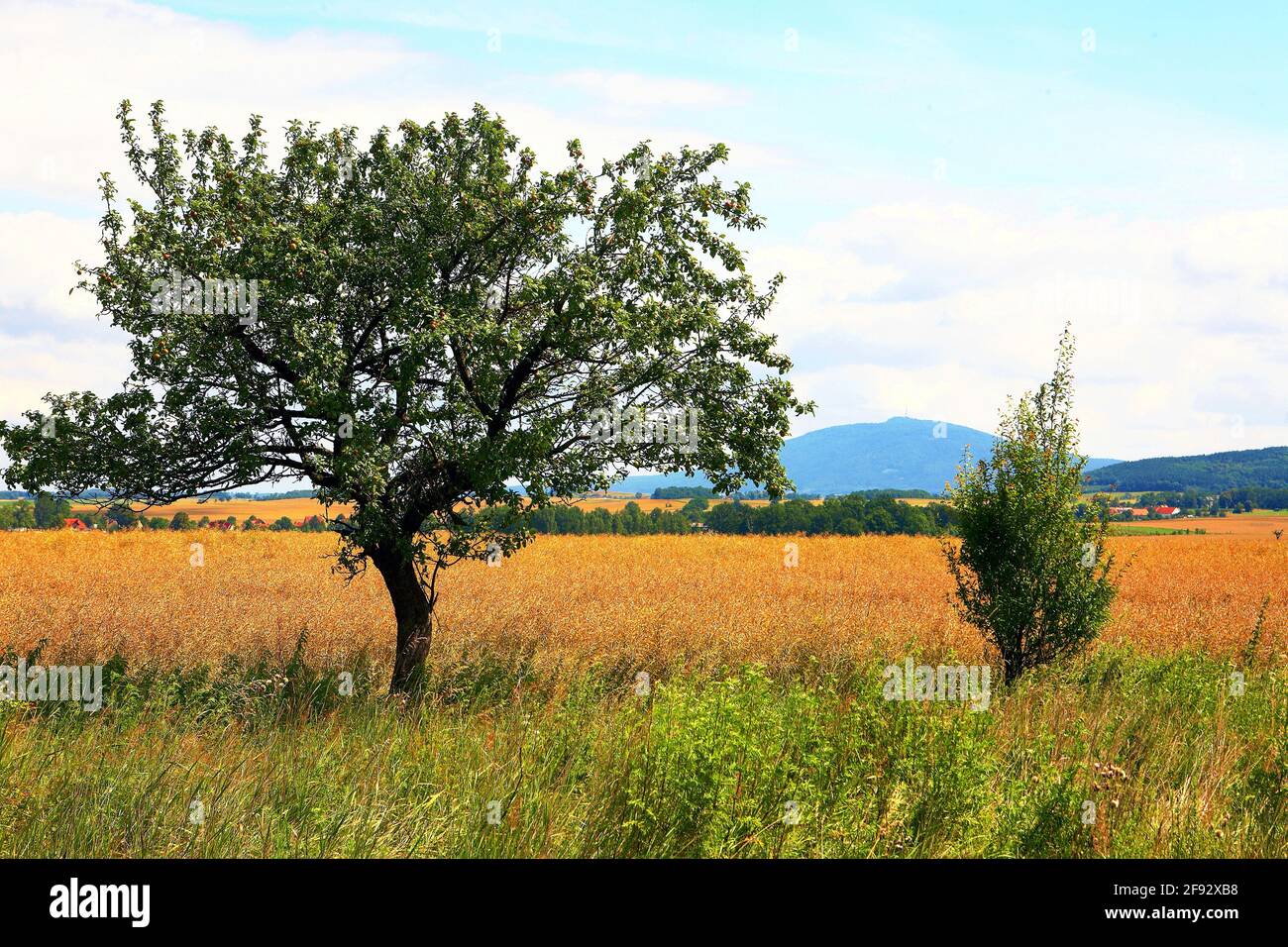Polen, Berg Sleza, woiwodschaft Niederschlesien. Stockfoto