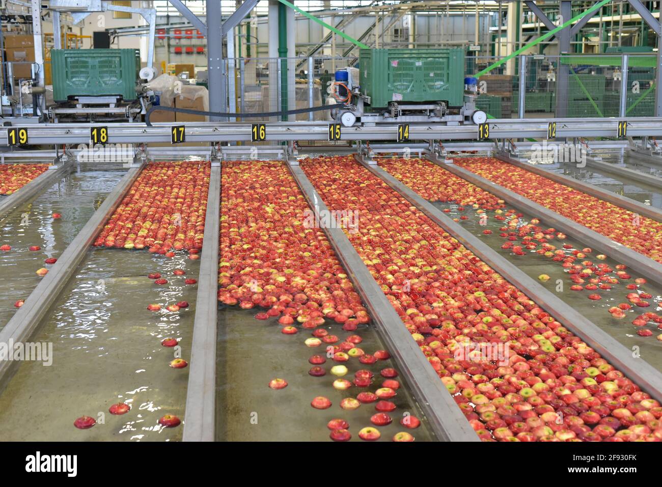 Transport von frisch geernteten Äpfeln in einer Lebensmittelfabrik zum Verkauf Stockfoto
