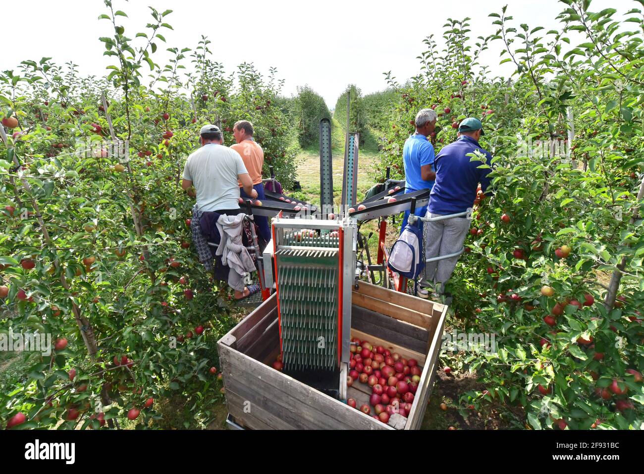 Ernteassistent an einer Maschine für die automatische Ernte von reifen Frische Äpfel auf einer Plantage Stockfoto