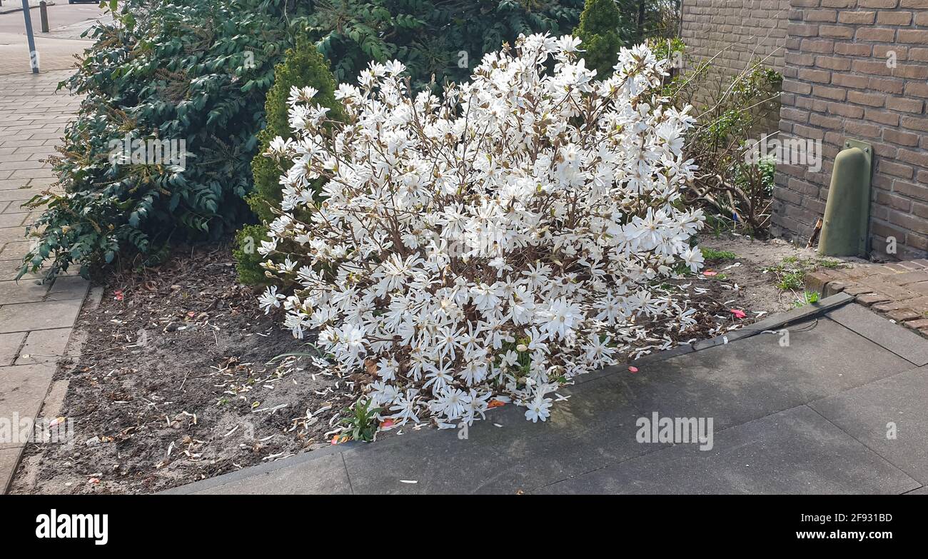 Magnolien strauch Fotos und Bildmaterial in hoher Auflösung Alamy